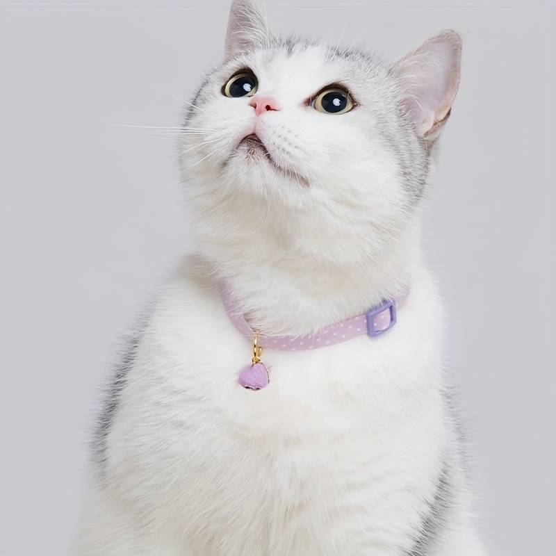 Kitty collars, why they are not for every cat